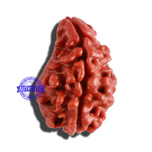 Load image into Gallery viewer, 2 Mukhi Naag Rudraksha from Nepal - Bead No. 135
