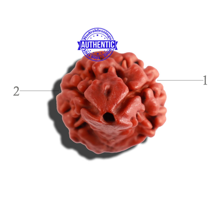 2 Mukhi Naag Rudraksha from Nepal - Bead No. 135