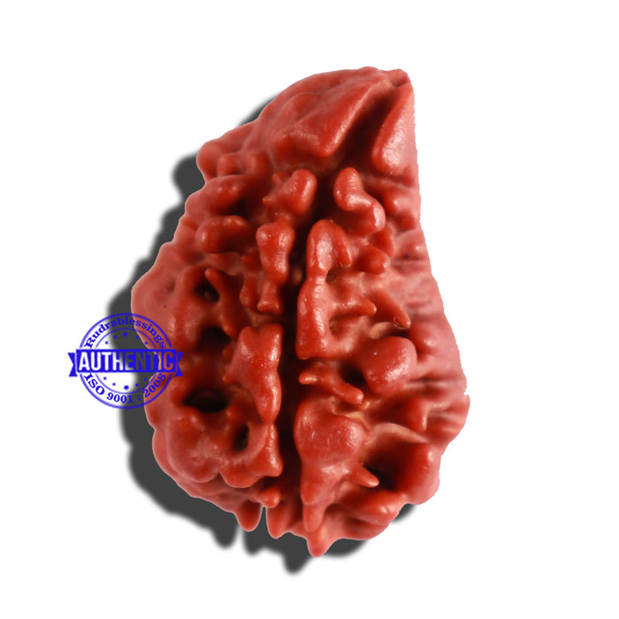 2 Mukhi Naag Rudraksha from Nepal - Bead No. 135