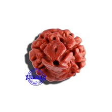 Load image into Gallery viewer, 2 Mukhi Naag Rudraksha from Nepal - Bead No. 135
