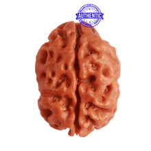 Load image into Gallery viewer, 2 Mukhi Rudraksha from Nepal - Bead No. 136

