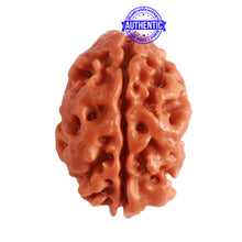 Load image into Gallery viewer, 2 Mukhi Rudraksha from Nepal - Bead No. 137
