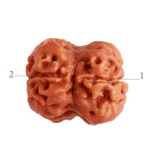 Load image into Gallery viewer, 2 Mukhi Rudraksha from Nepal - Bead No. 137
