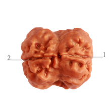 Load image into Gallery viewer, 2 Mukhi Rudraksha from Nepal - Bead No. 138
