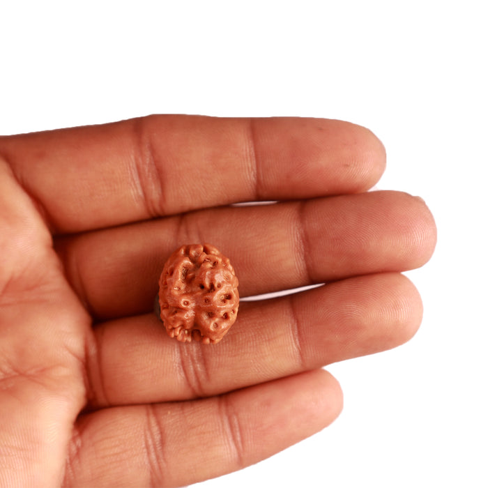2 Mukhi Rudraksha from Nepal - Bead No. 139