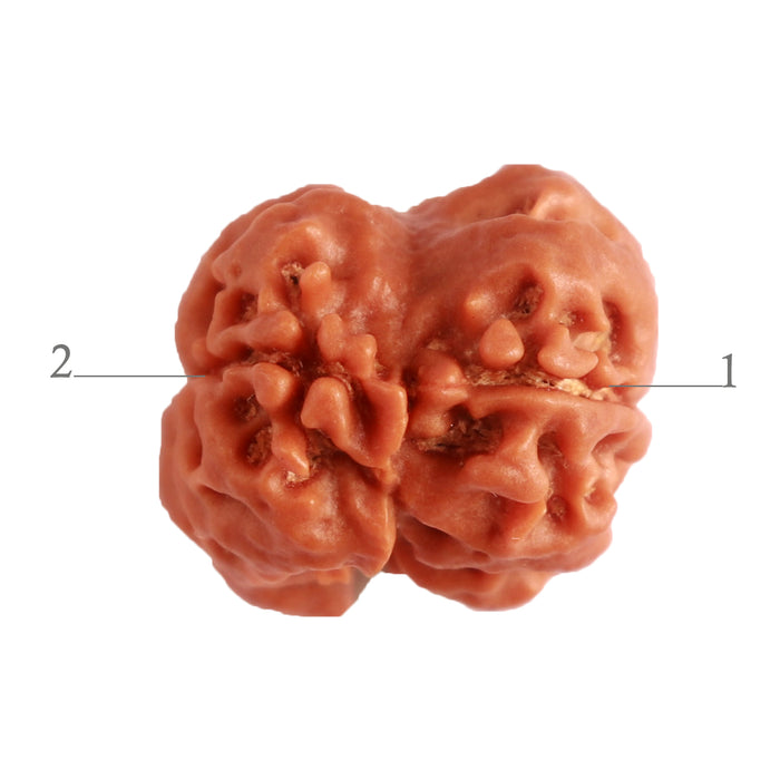 2 Mukhi Rudraksha from Nepal - Bead No. 139