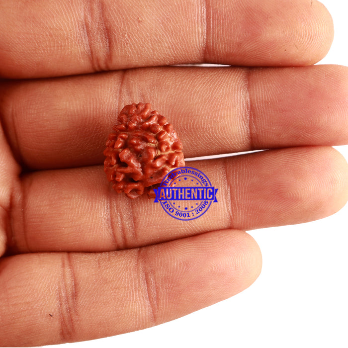 2 Mukhi Rudraksha from Nepal - Bead No. 21
