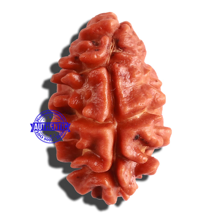 2 Mukhi Rudraksha from Nepal - Bead No. 21
