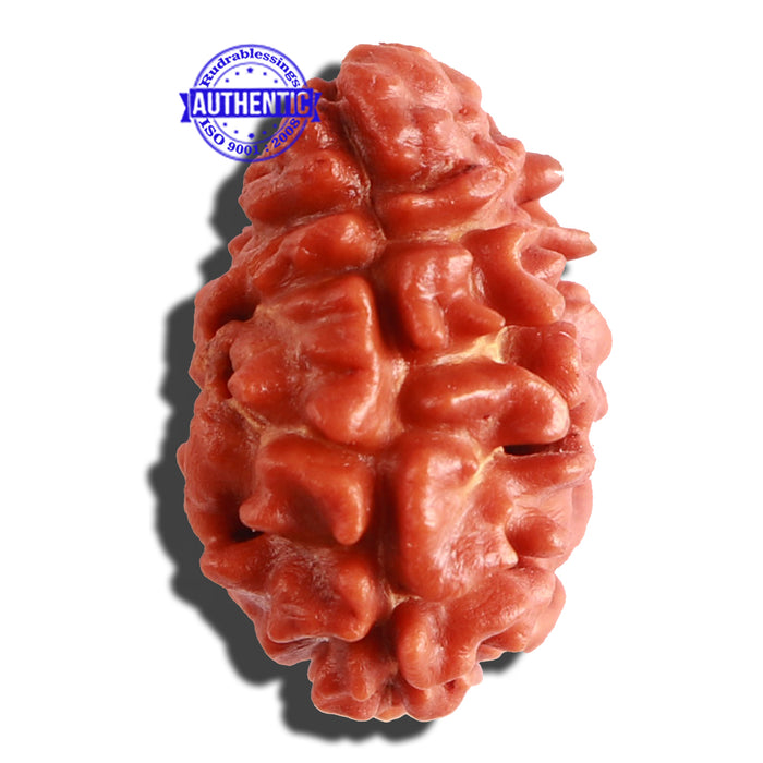 2 Mukhi Rudraksha from Nepal - Bead No. 21
