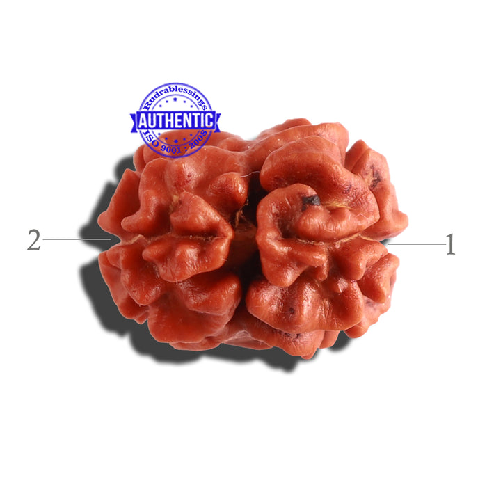 2 Mukhi Rudraksha from Nepal - Bead No. 21
