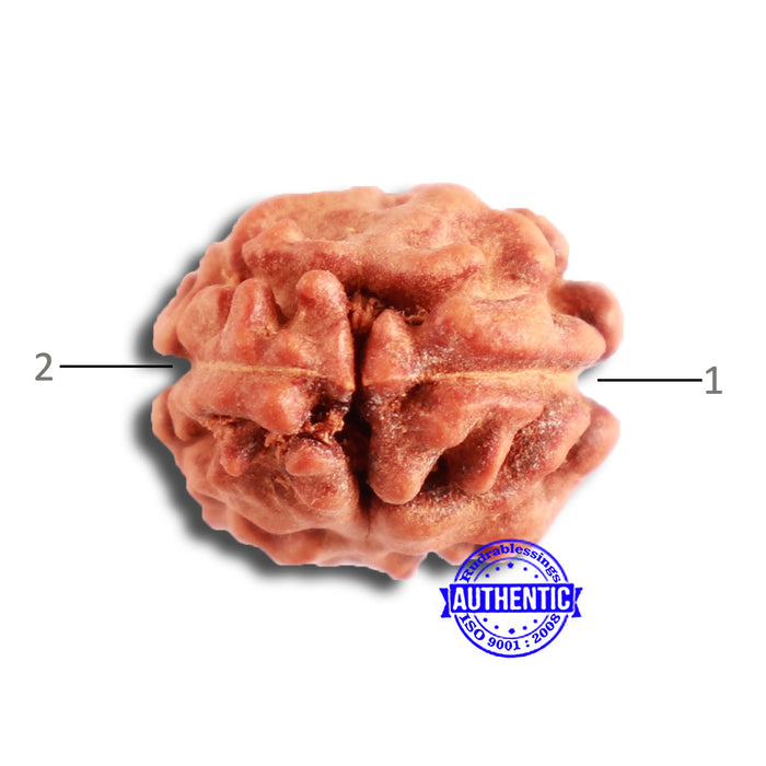 2 Mukhi Rudraksha from Indonesia - Bead No. 149