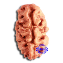 Load image into Gallery viewer, 2 Mukhi Rudraksha from Indonesia - Bead No. 149
