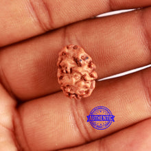 Load image into Gallery viewer, 2 Mukhi Rudraksha from Indonesia - Bead No. 149

