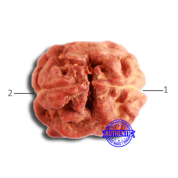 2 Mukhi Rudraksha from Indonesia - Bead No. 150