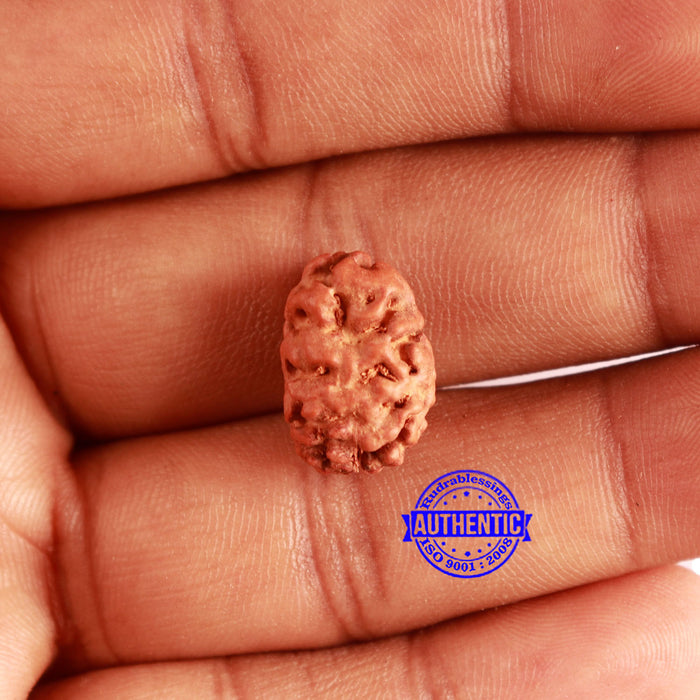 2 Mukhi Rudraksha from Indonesia - Bead No. 150