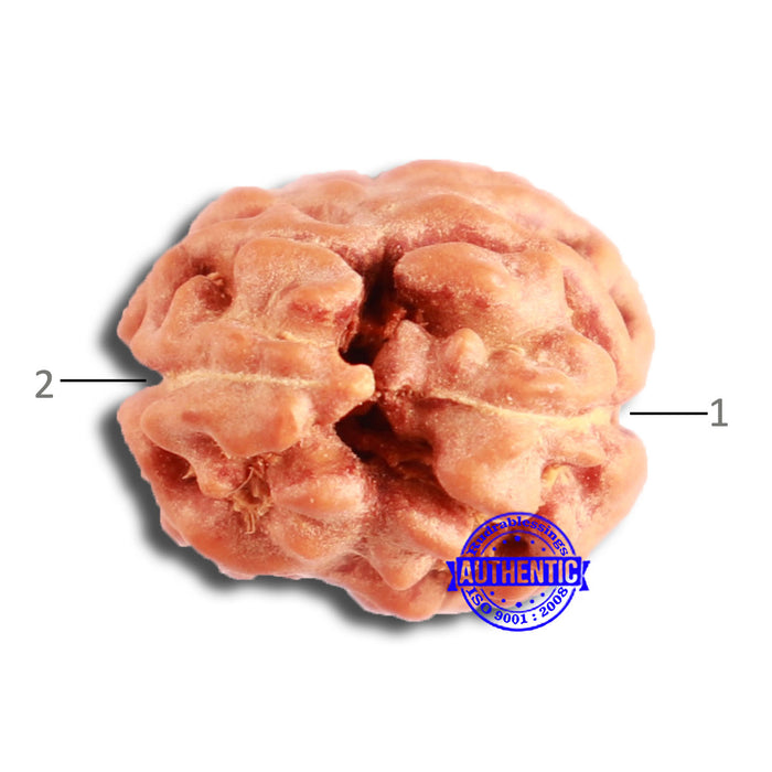 2 Mukhi Rudraksha from Indonesia - Bead No. 154