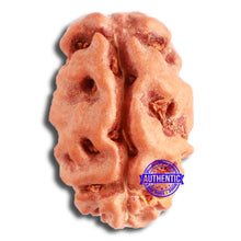 Load image into Gallery viewer, 2 Mukhi Rudraksha from Indonesia - Bead No. 154
