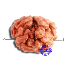 Load image into Gallery viewer, 2 Mukhi Rudraksha from Indonesia - Bead No. 155
