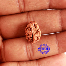 Load image into Gallery viewer, 2 Mukhi Rudraksha from Indonesia - Bead No. 155
