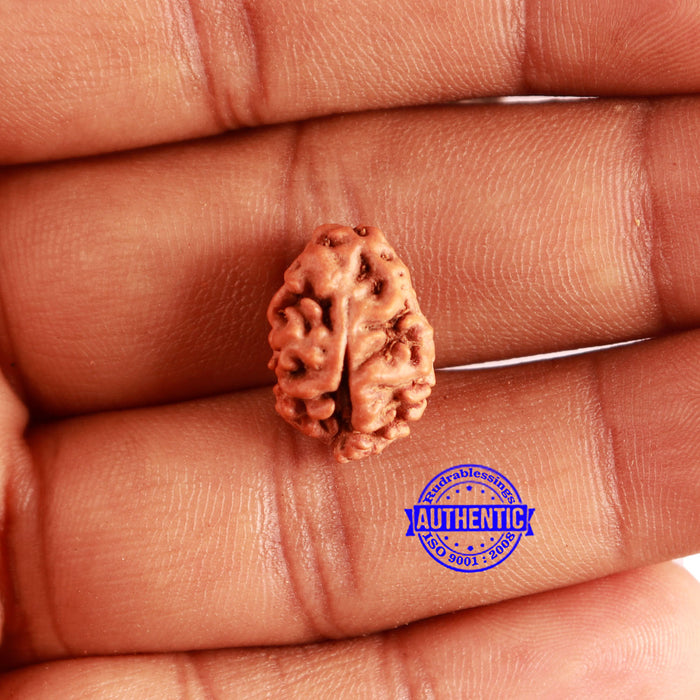 2 Mukhi Rudraksha from Indonesia - Bead No. 155