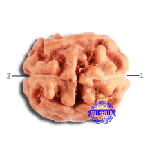 Load image into Gallery viewer, 2 Mukhi Rudraksha from Indonesia - Bead No. 157
