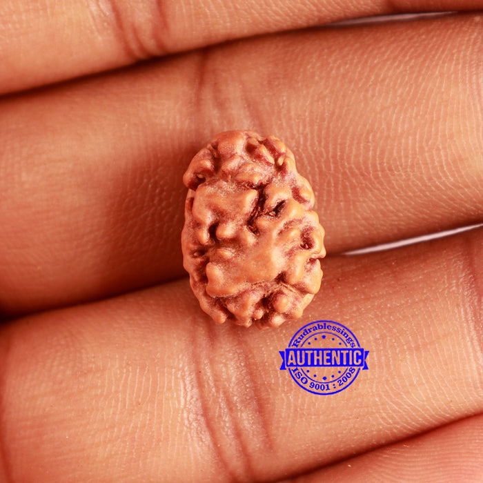 2 Mukhi Rudraksha from Indonesia - Bead No. 157