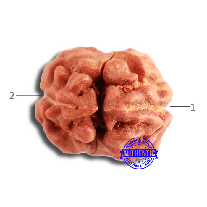 2 Mukhi Rudraksha from Indonesia - Bead No. 160