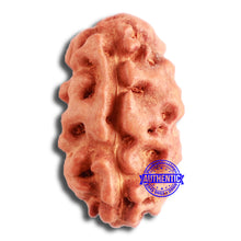 Load image into Gallery viewer, 2 Mukhi Rudraksha from Indonesia - Bead No. 160
