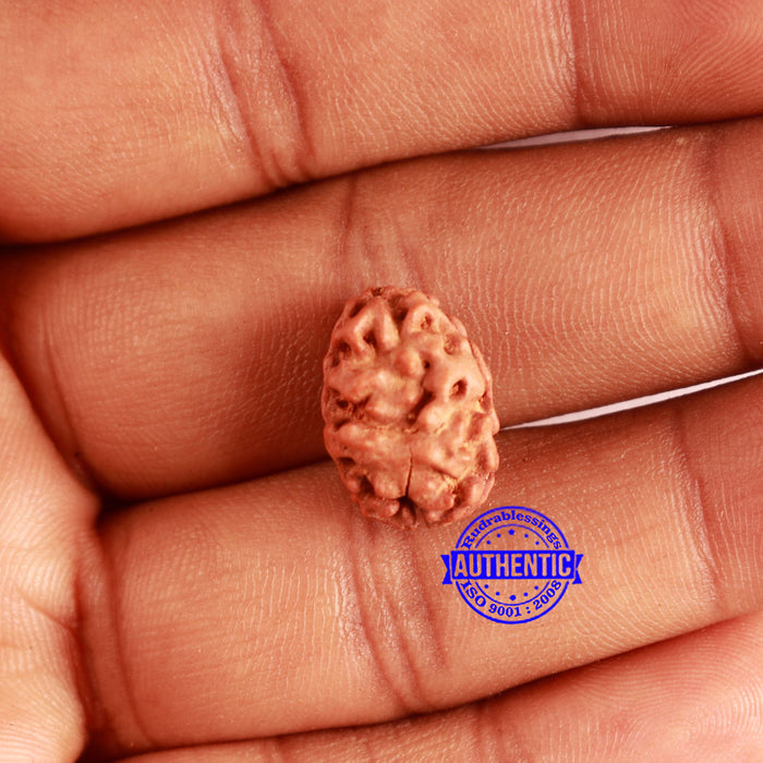 2 Mukhi Rudraksha from Indonesia - Bead No. 160