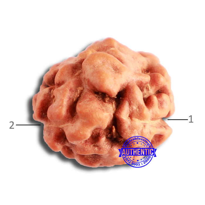 2 Mukhi Rudraksha from Indonesia - Bead No. 161