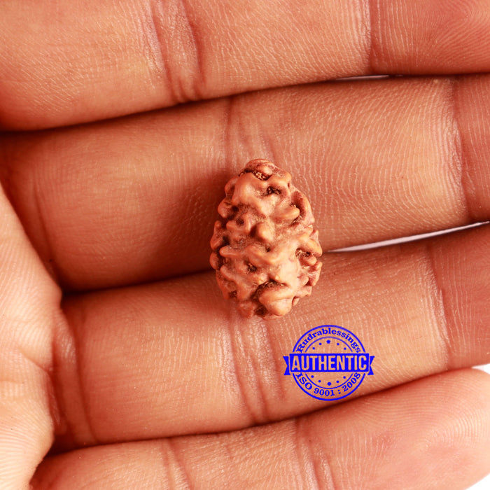 2 Mukhi Rudraksha from Indonesia - Bead No. 161