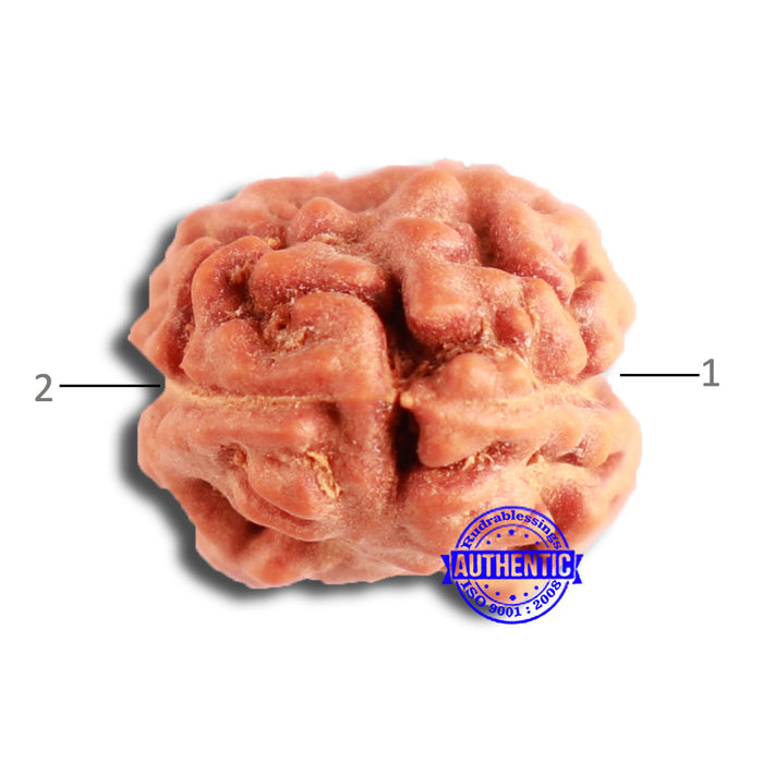 2 Mukhi Rudraksha from Indonesia - Bead No. 163