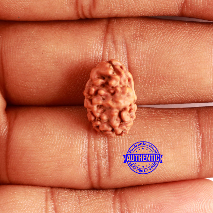 2 Mukhi Rudraksha from Indonesia - Bead No. 163