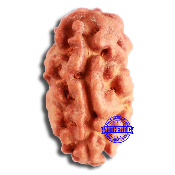 2 Mukhi Rudraksha from Indonesia - Bead No. 165
