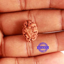 Load image into Gallery viewer, 2 Mukhi Rudraksha from Indonesia - Bead No. 165
