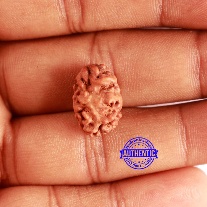 2 Mukhi Rudraksha from Indonesia - Bead No. 165