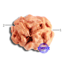 Load image into Gallery viewer, 2 Mukhi Rudraksha from Indonesia - Bead No. 166

