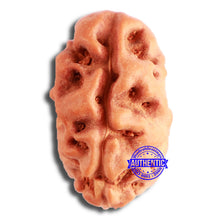 Load image into Gallery viewer, 2 Mukhi Rudraksha from Indonesia - Bead No. 166
