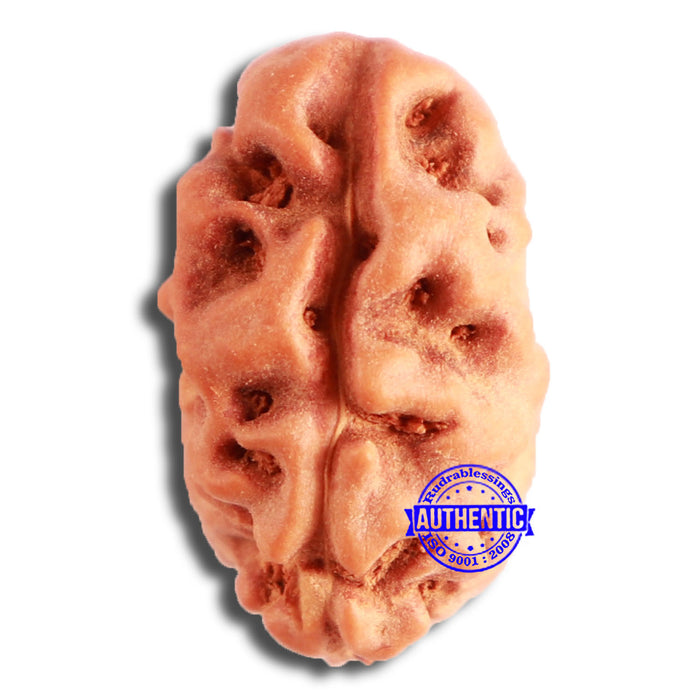 2 Mukhi Rudraksha from Indonesia - Bead No. 166