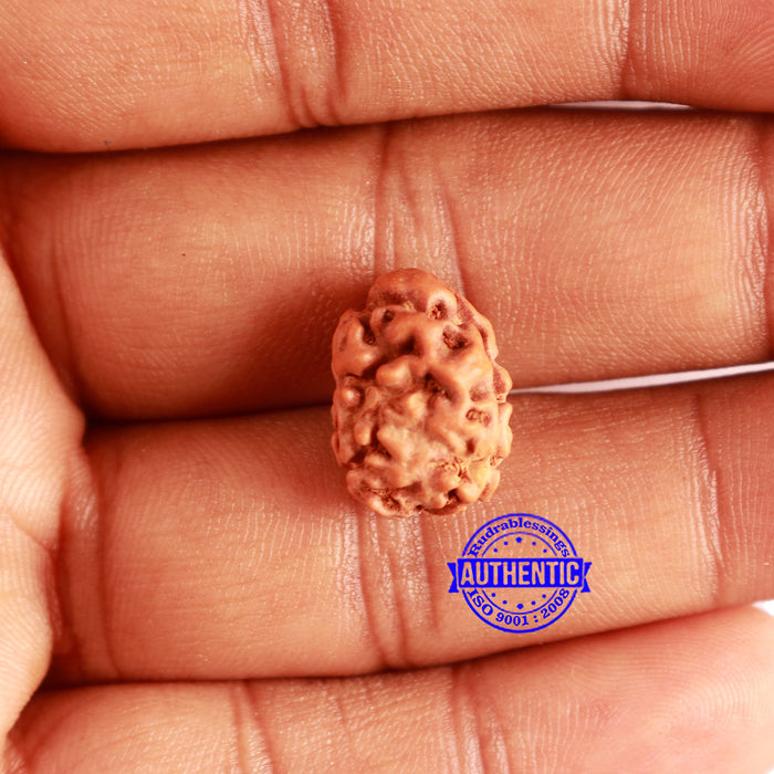 2 Mukhi Rudraksha from Indonesia - Bead No. 166