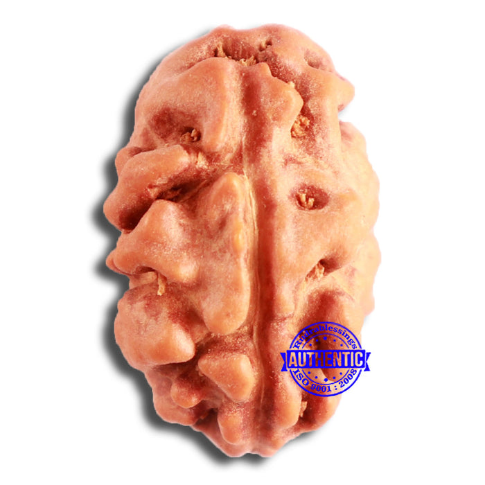 2 Mukhi Rudraksha from Indonesia - Bead No. 167