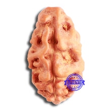 Load image into Gallery viewer, 2 Mukhi Rudraksha from Indonesia - Bead No. 168
