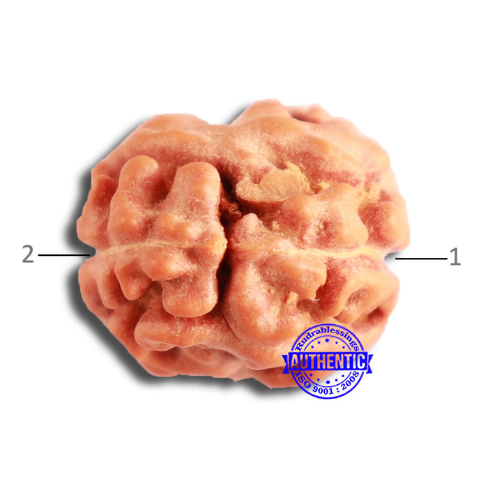 2 Mukhi Rudraksha from Indonesia - Bead No. 169
