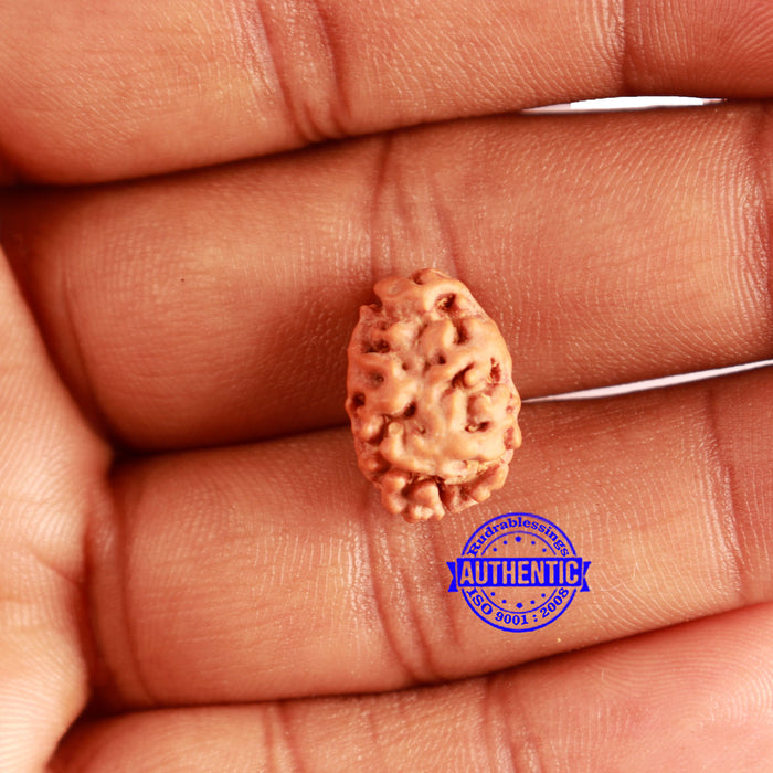 2 Mukhi Rudraksha from Indonesia - Bead No. 169