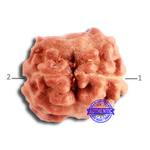 Load image into Gallery viewer, 2 Mukhi Rudraksha from Indonesia - Bead No. 172
