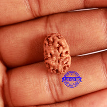 Load image into Gallery viewer, 2 Mukhi Rudraksha from Indonesia - Bead No. 172
