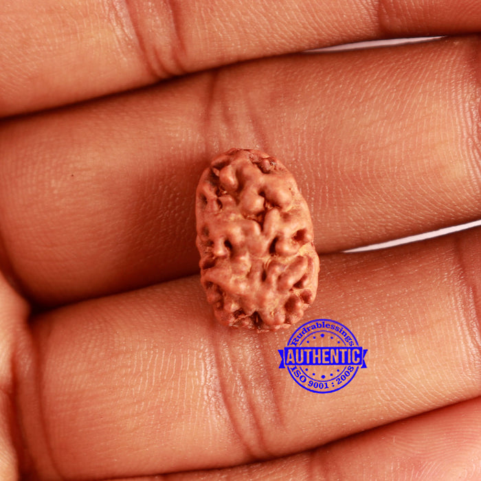 2 Mukhi Rudraksha from Indonesia - Bead No. 172