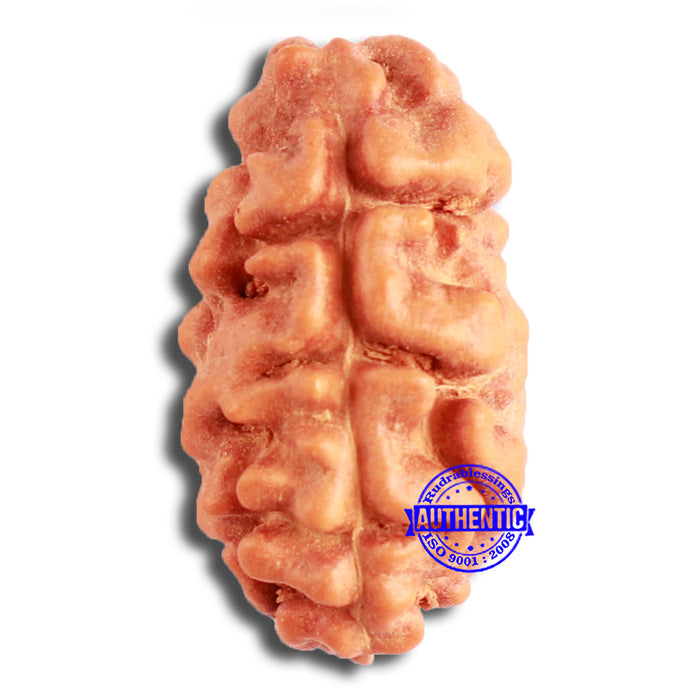2 Mukhi Rudraksha from Indonesia - Bead No. 174