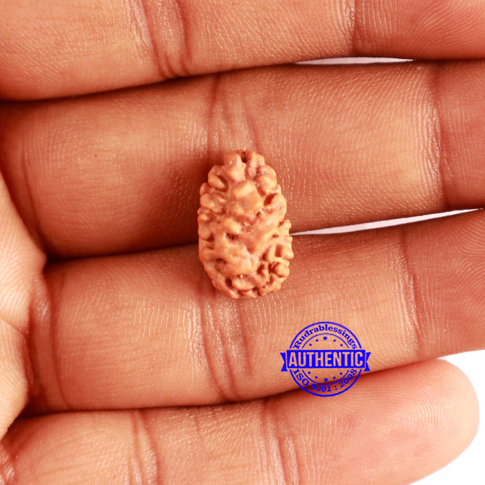 2 Mukhi Rudraksha from Indonesia - Bead No. 174
