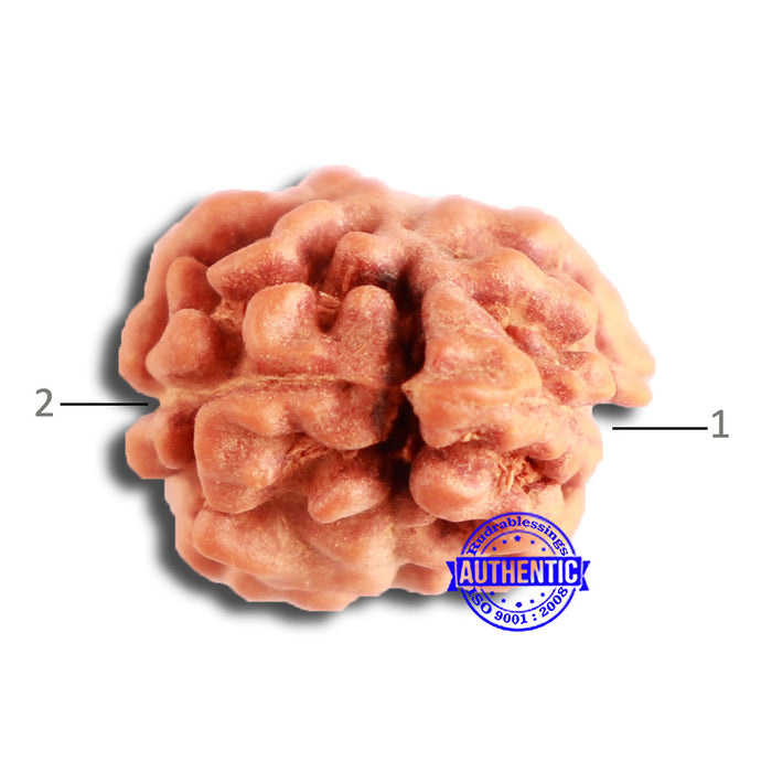 2 Mukhi Rudraksha from Indonesia - Bead No. 175